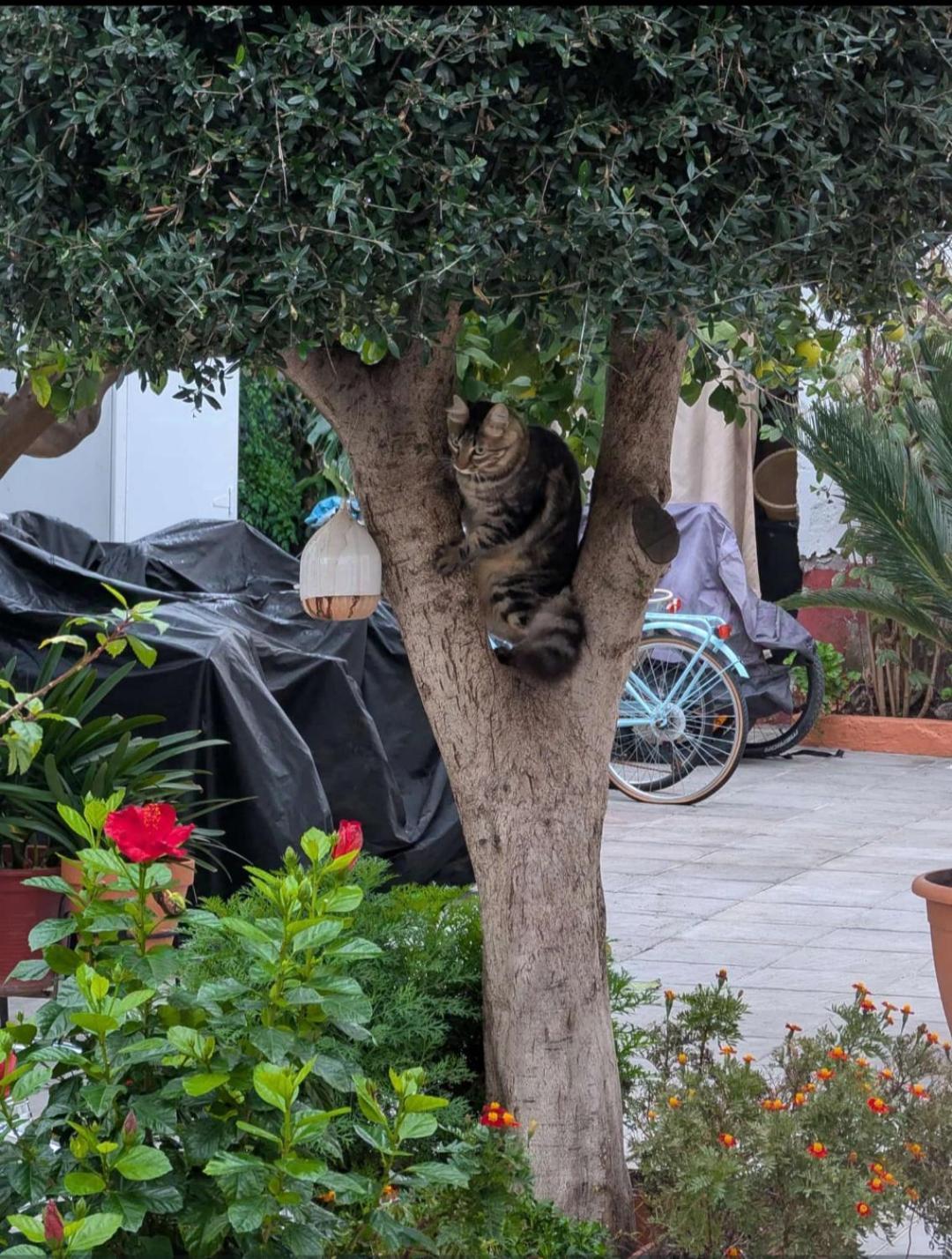 Tipico Y Pintoresco Patio De Vecinos, Con Encanto Sevilla Exterior foto